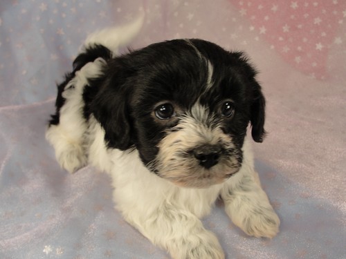 Female Bichon Shih tzu Puppy for sale #20 Born December 7, 2011